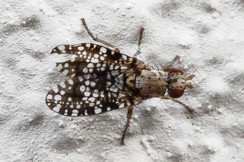 Réf. 311 080 : Trypetoptera punctulata