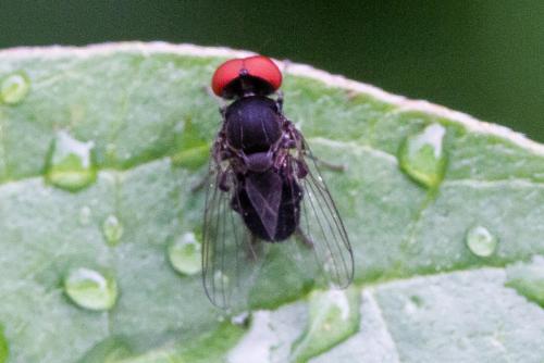 Réf. 311 151 : Lindneromyia dorsalis