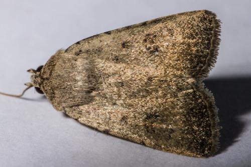 Caradrina sp.