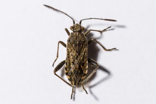 Réf. 311 197 : Stictopleurus punctatonervosus