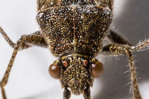 Réf. 311 219 : Stictopleurus punctatonervosus