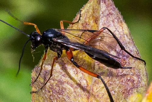 Exetastes calobatus