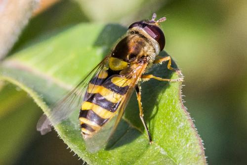 Réf. 311 359 : Syrphus vitripennis