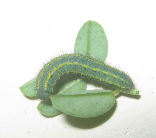 Réf. 311 071 : Colias alfacariensis