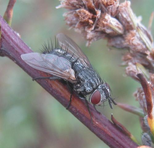 Lydella grisescens