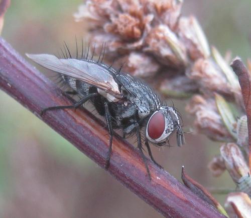Lydella grisescens