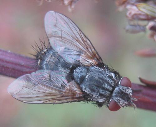 Réf. 311 467 : Lydella grisescens
