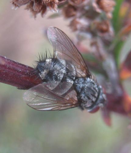 Lydella grisescens