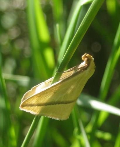 Rhodometra sacraria