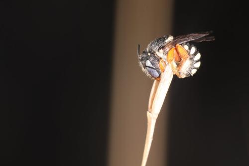 Réf. 311 148 : Pseudoanthidium reticulatum