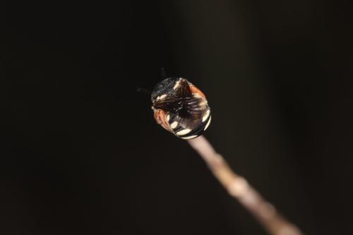 Réf. 311 150 : Pseudoanthidium reticulatum