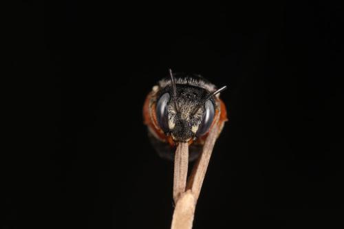 Réf. 311 149 : Pseudoanthidium reticulatum