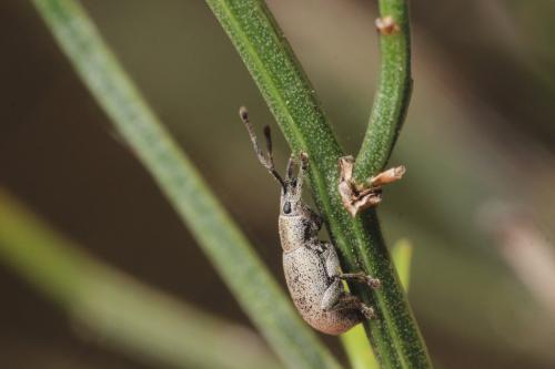 Réf. 311 940 : Pseudomeira sp.
