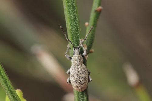 Réf. 311 923 : Pseudomeira sp.