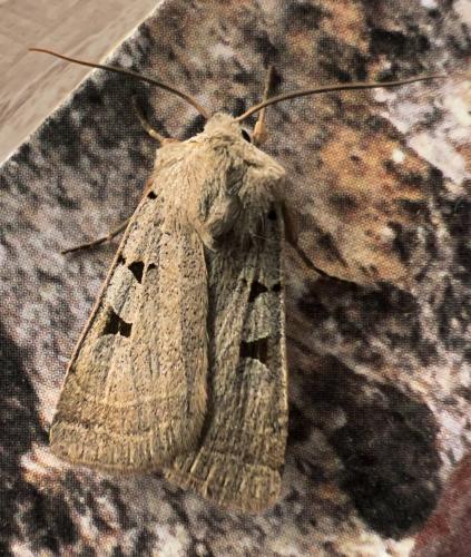 Eugnorisma glareosa