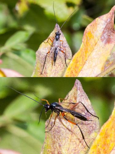 Exetastes calobatus
