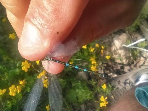 Coenagrion sp.