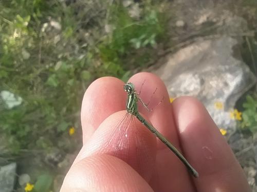 Coenagrion sp.