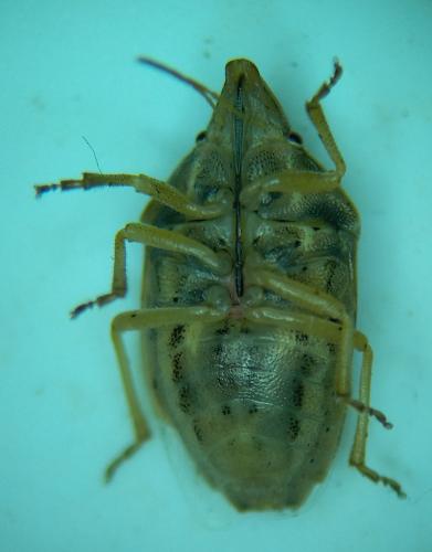 Aelia sp.