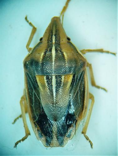 Réf. 311 261 : Aelia sp.