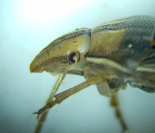Aelia sp.