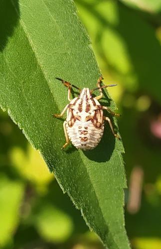 Réf. 311 737 : Carpocoris sp.