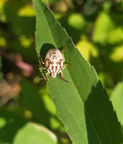 Réf. 311 738 : Carpocoris sp.