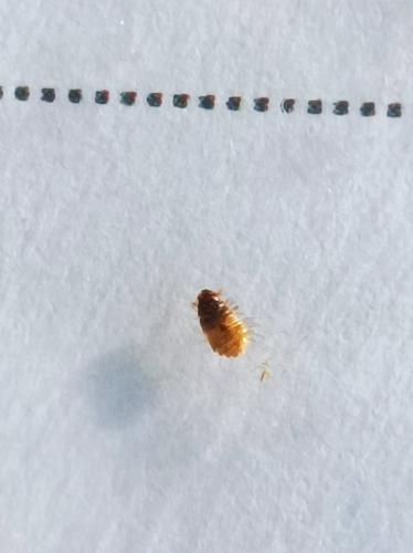 Anthrenus sp.
