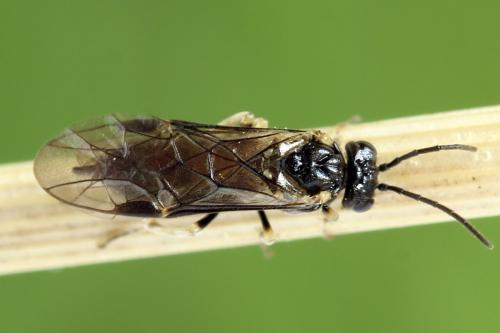 Claremontia uncta