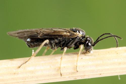 Claremontia uncta