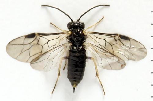 Claremontia uncta