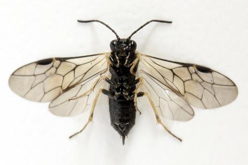 Claremontia uncta