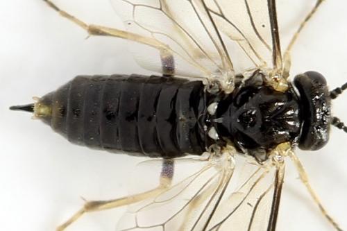 Claremontia uncta