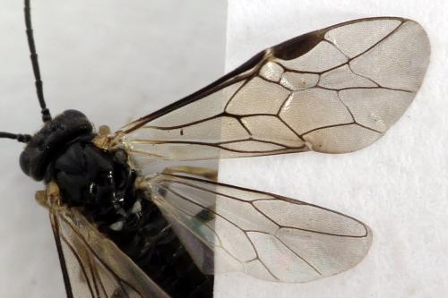 Réf. 311 486 : Claremontia uncta