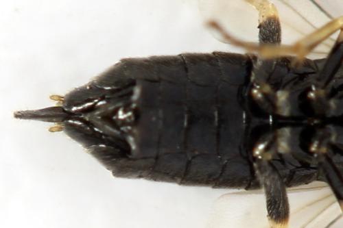 Réf. 311 489 : Claremontia uncta