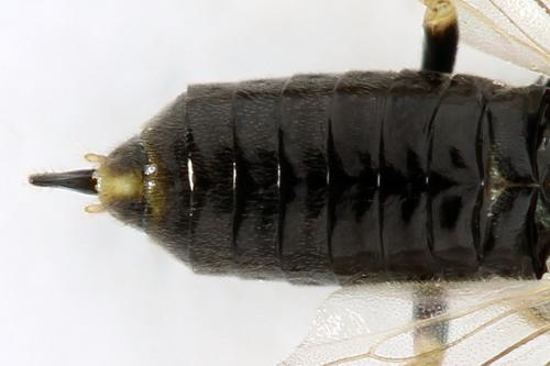 Réf. 311 488 : Claremontia uncta