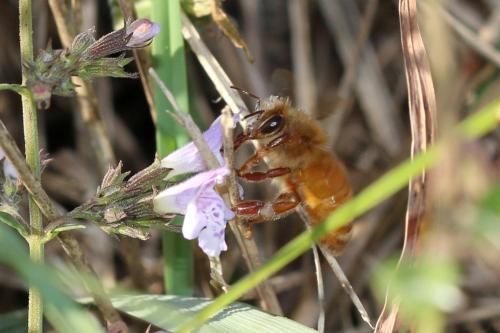 Réf. 311 910 : Apis mellifera