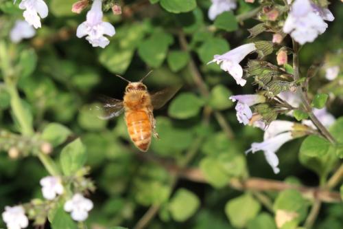 Réf. 311 911 : Apis mellifera