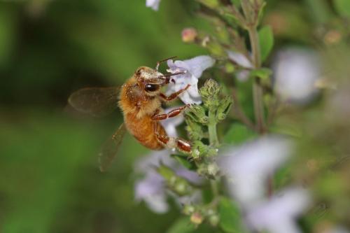 Réf. 311 913 : Apis mellifera