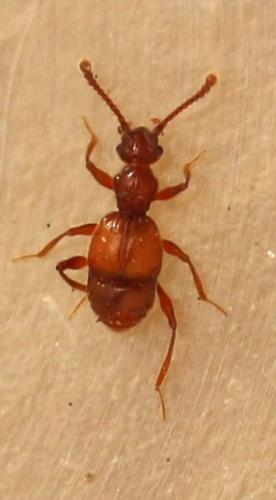 Réf. 311 182 : Batrisodes sp.