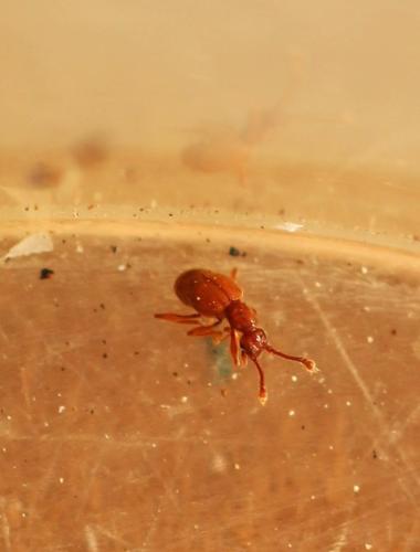 Réf. 311 184 : Batrisodes sp.