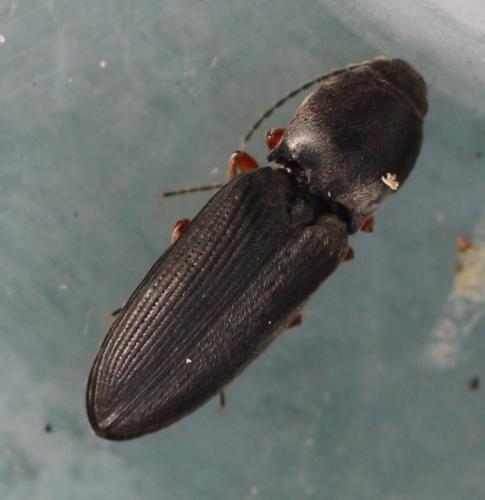 Cardiophorus rufipes