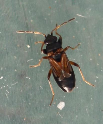Ischnocoris angustulus