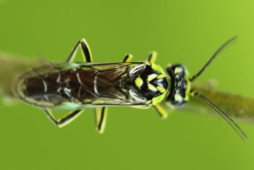 Réf. 311 001 : Rhogogaster picta
