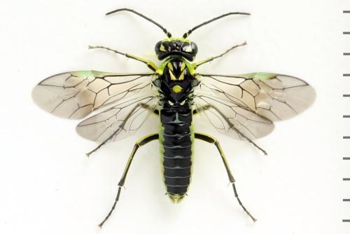 Réf. 311 002 : Rhogogaster picta