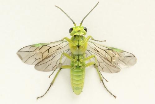 Réf. 311 003 : Rhogogaster picta