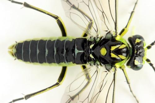 Réf. 311 004 : Rhogogaster picta