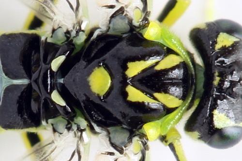 Réf. 311 005 : Rhogogaster picta