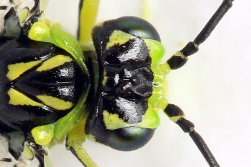 Réf. 311 006 : Rhogogaster picta