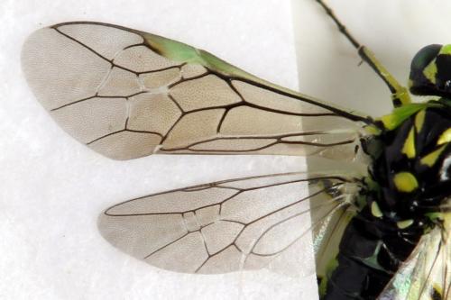 Réf. 311 007 : Rhogogaster picta